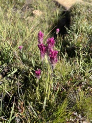 Castilleja lemmonii