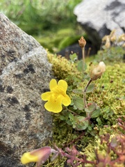 Erythranthe caespitosa
