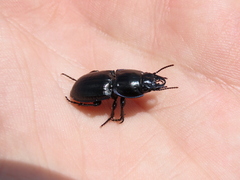 Pasimachus sublaevis