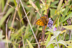 Lycaena virgaureae