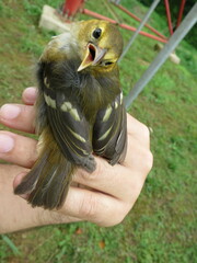 Ploceus sanctithomae