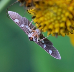 Desmia funeralis