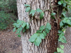Euonymus fortunei