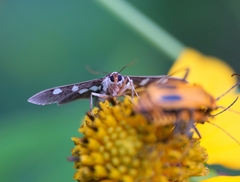 Desmia funeralis
