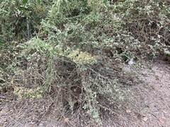 Malacothamnus