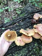 Gymnopilus luteofolius