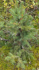 Picea obovata