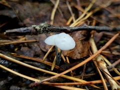 Tetrapyrgos nigripes