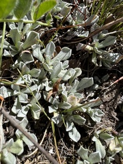 Antennaria howellii