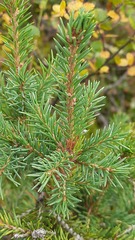 Picea obovata