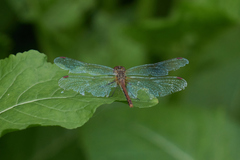 Sympetrum flaveolum