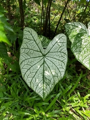 Caladium bicolor