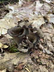 Craterellus fallax