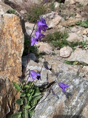 Campanula collina