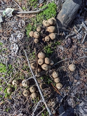 Lycoperdon