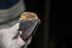 Myotis thysanodes