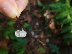 Tetrapyrgos nigripes