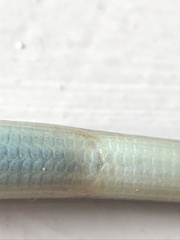 Ophisaurus ventralis