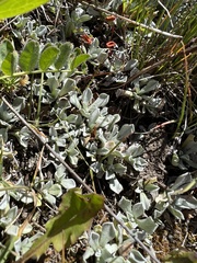 Antennaria howellii