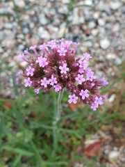 Verbena bonariensis