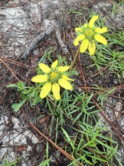 Berlandiera subacaulis