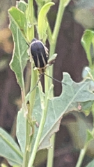 Trirhabda bacharidis