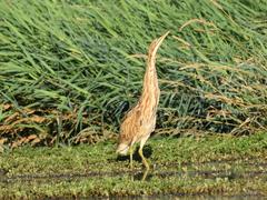 Botaurus lentiginosus