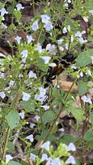 Sphex habenus