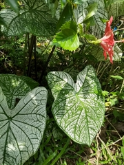 Caladium bicolor