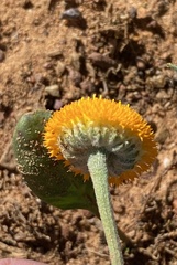 Oncosiphon grandiflorus