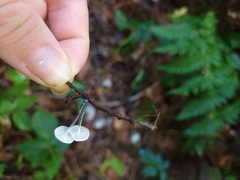 Tetrapyrgos nigripes