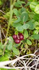 Vaccinium vitis-idaea