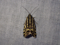 Acontia trabealis