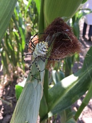 Argiope lobata