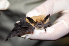 Myotis thysanodes