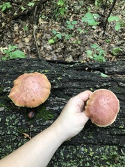 Gymnopilus luteofolius