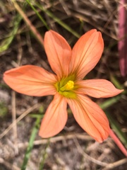 Moraea flaccida