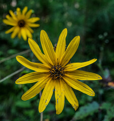 Helianthus atrorubens