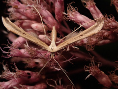 Gillmeria pallidactyla
