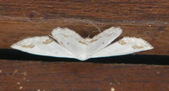 Scopula ornata
