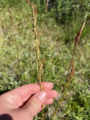 Rumex acetosella