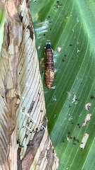 Pterygota
