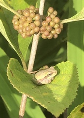 Hyla femoralis