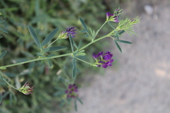 Medicago sativa