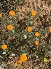 Oncosiphon grandiflorus