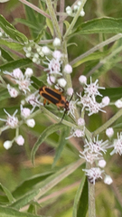 Chauliognathus marginatus