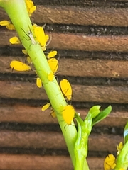 Sternorrhyncha