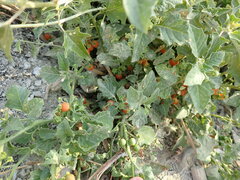 Solanum villosum