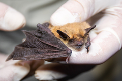 Myotis thysanodes