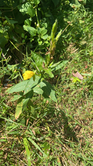 Oenothera
